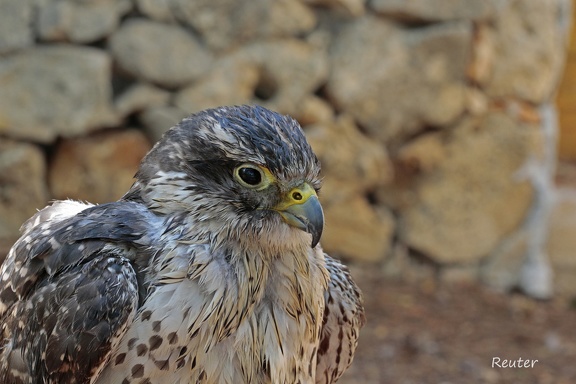 Wanderfalke (Falco peregrinus)